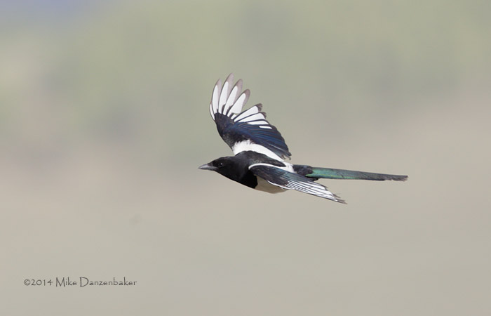 Eurasian Magpie (Pica pica) photo