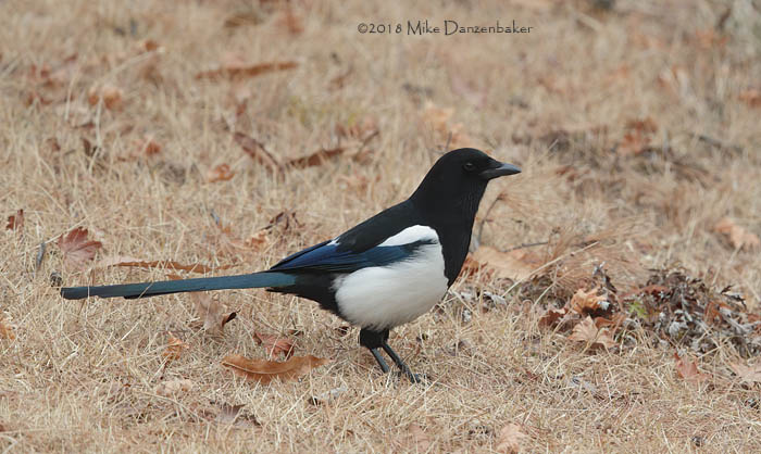 Oriental Magpie (Pica serica) photo