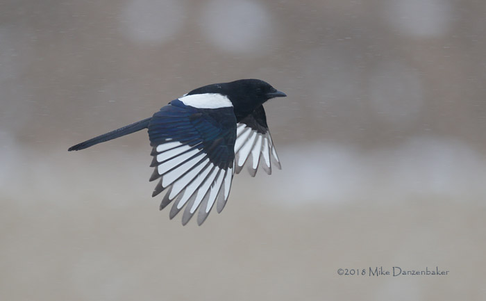 Oriental Magpie (Pica serica) photo