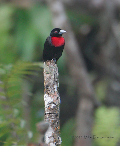 Blue-billed Malimbe (Malimbus nitens) photo