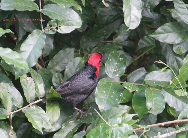 Crested Malimbe (Malimbus malimbicus) photo