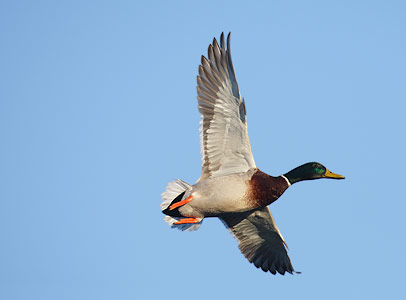 Mallard (Anas platyrhynchos) photo