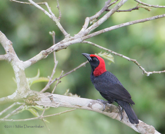Red-headed Malimbe (Malimbus rubricollis) photo