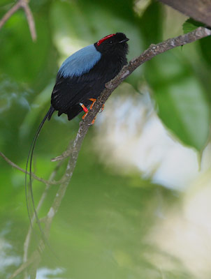 Long-tailed Manakin (Chiroxiphia linearis) photo