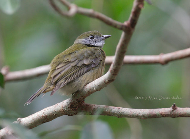Orange-crested Manakin (Heterocercus aurantiivertex) photo
