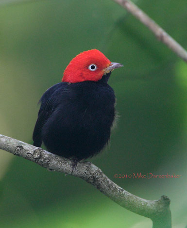 Red-capped Manakin (Pipra mentalis) photo