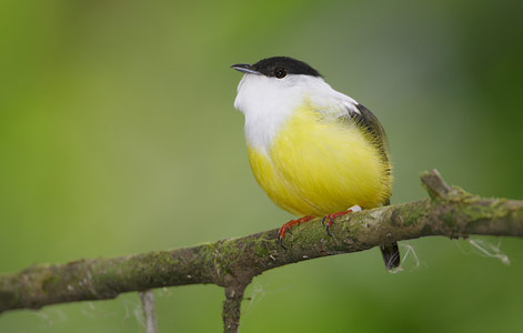 White-collared Manakin (Manacus candei) photo