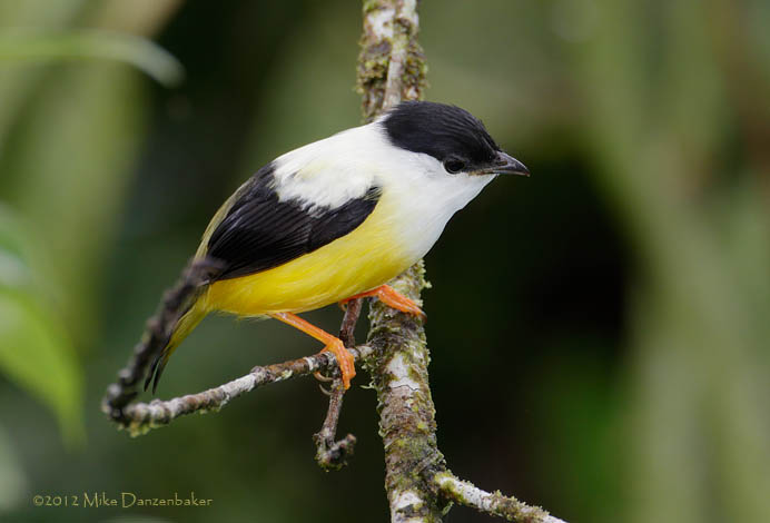 White-collared Manakin (Manacus candei) photo