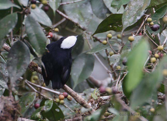 White-crowned Manakin (Dixiphia pipra) photo