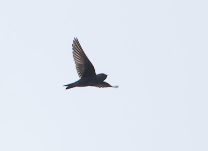 Galapagos Martin (Progne modesta) photo