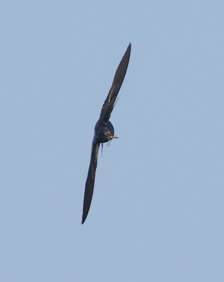 Purple Martin (Progne subis) photo