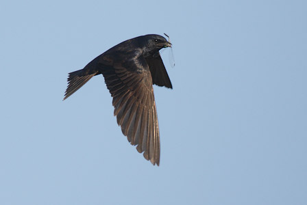 Purple Martin (Progne subis) photo