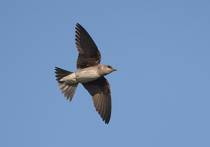 Purple Martin (Progne subis) photo