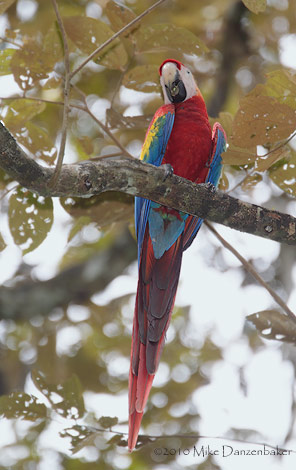 Scarlet Macaw (Ara macao) photo