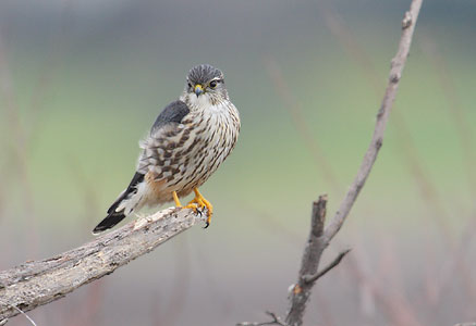 Merlin (Falco columbarius) photo