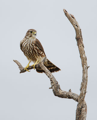 Merlin (Falco columbarius) photo