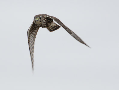 Merlin (Falco columbarius) photo