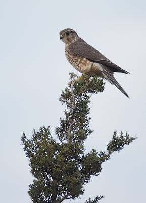 Merlin (Falco columbarius) photo