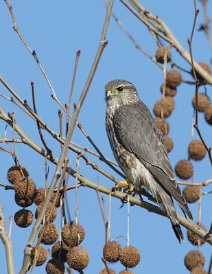 Merlin (Falco columbarius) photo