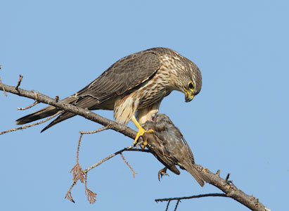 Merlin (Falco columbarius) photo
