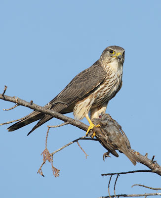Merlin (Falco columbarius) photo