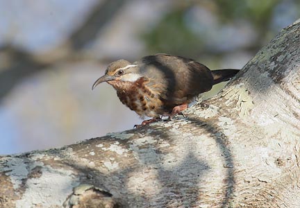 Subdesert Mesite (Monias benschi) photo