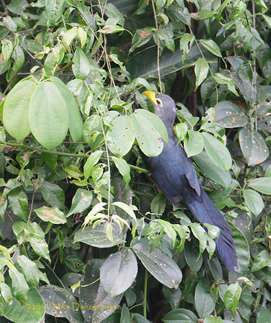 Blue Malkoha (Ceuthmochares aereus) photo