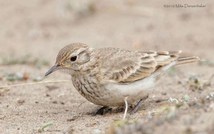 Common Miner (Geositta cunicularia) photo