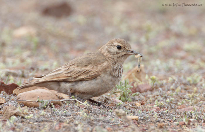 Common Miner (Geositta cunicularia) photo