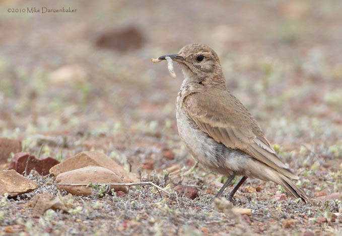 Common Miner (Geositta cunicularia) photo