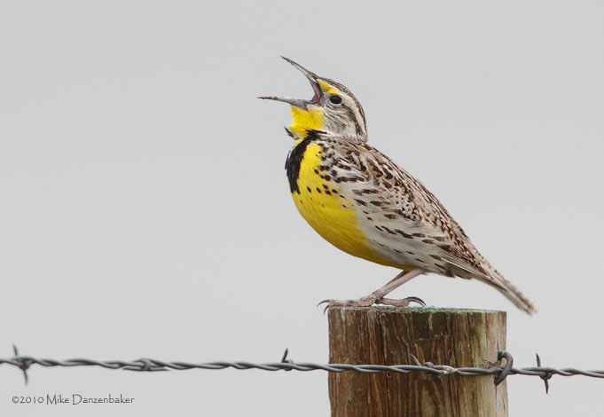 Eastern Meadowlark (Sturnella magna) photo