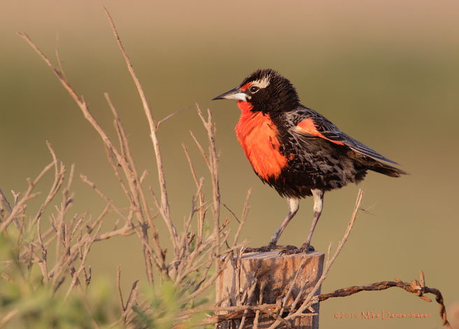 Peruvian Meadowlark (Sturnella bellicosa) photo