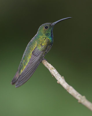 Green-breasted Mango (Anthracothorax prevostii) photo