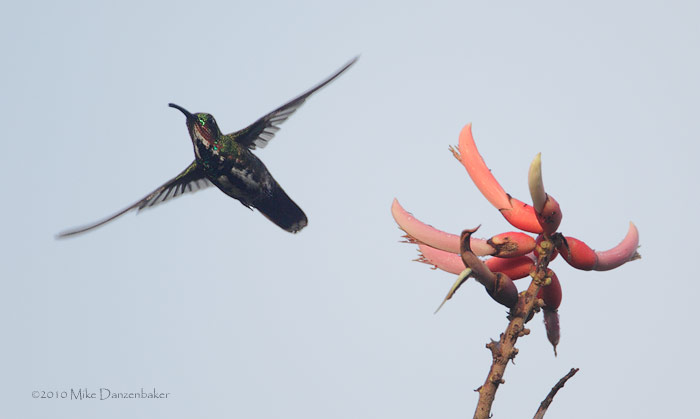 Veraguan Mango (Anthracothorax veraguensis) photo