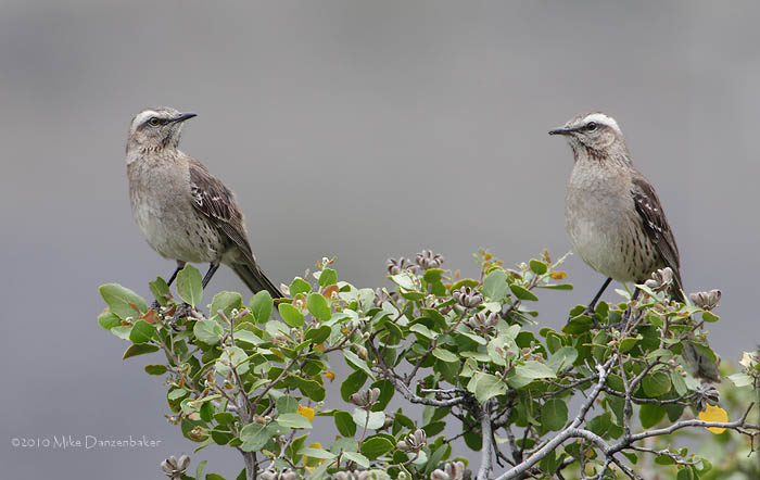 Chilean Mockingbird (Mimus thenca) photo