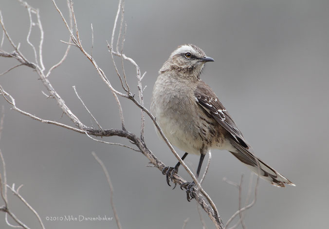 Chilean Mockingbird (Mimus thenca) photo
