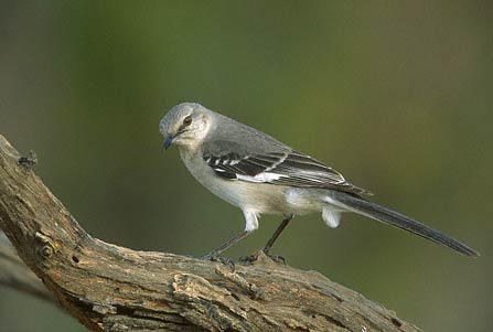 Northern Mockingbird (Mimus polyglottos) photo image
