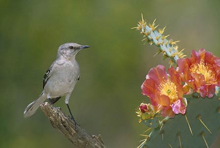 Northern Mockingbird (Mimus polyglottos) photo image
