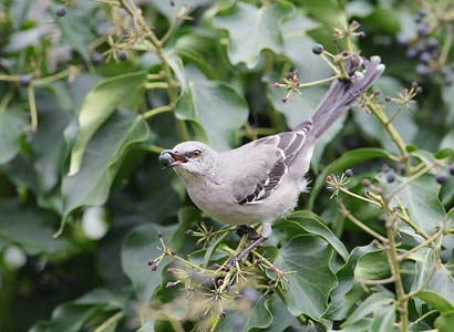 Northern Mockingbird (Mimus polyglottos) photo