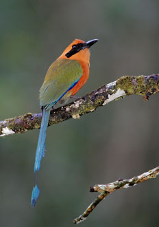 Rufous Motmot (Baryphthengus martii) photo