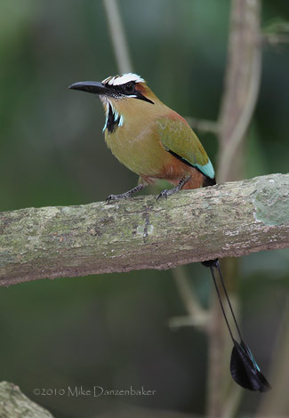 Turqoise-browed Motmot (Eumomota superciliosa) photo
