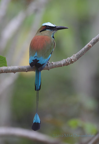 Turqoise-browed Motmot (Eumomota superciliosa) photo