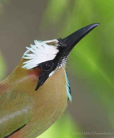 Turqoise-browed Motmot (Eumomota superciliosa) photo
