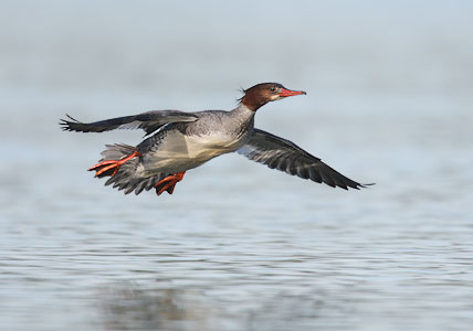 Common Merganser (Mergus merganser) photo