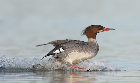 Common Merganser (Mergus merganser) photo