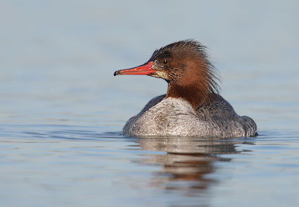 Common Merganser (Mergus merganser) photo