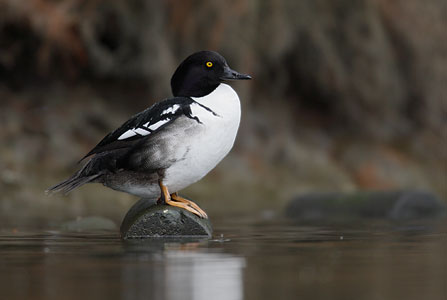 Hooded Merganser (Lophodytes cucullatus) photo image