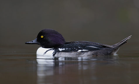 Hooded Merganser (Lophodytes cucullatus) photo image