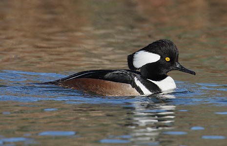 Hooded Merganser (Lophodytes cucullatus) photo