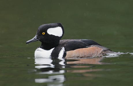 Hooded Merganser (Lophodytes cucullatus) photo